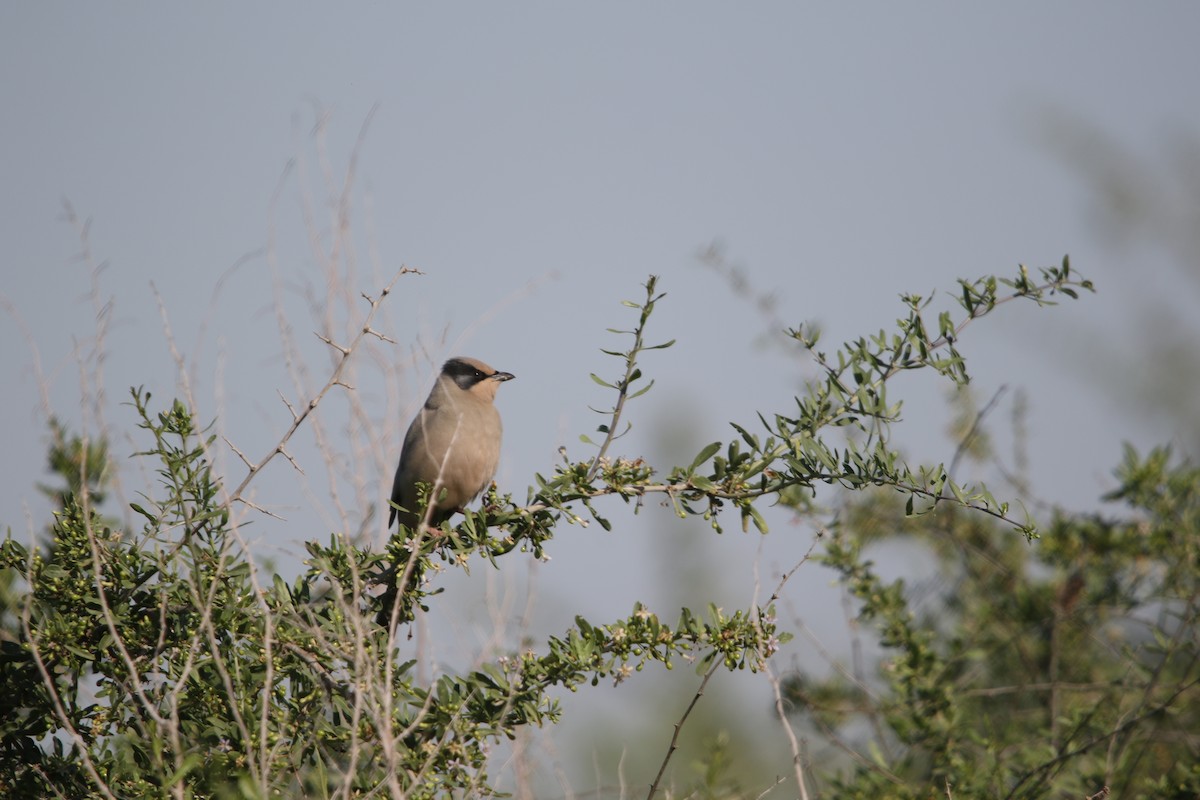 Hypocolius - ML632619712