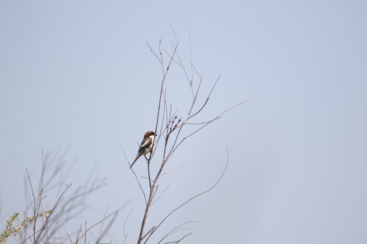 Woodchat Shrike - ML632619739