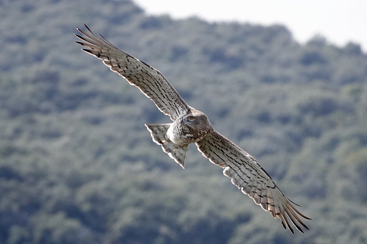 Short-toed Snake-Eagle - ML632619816
