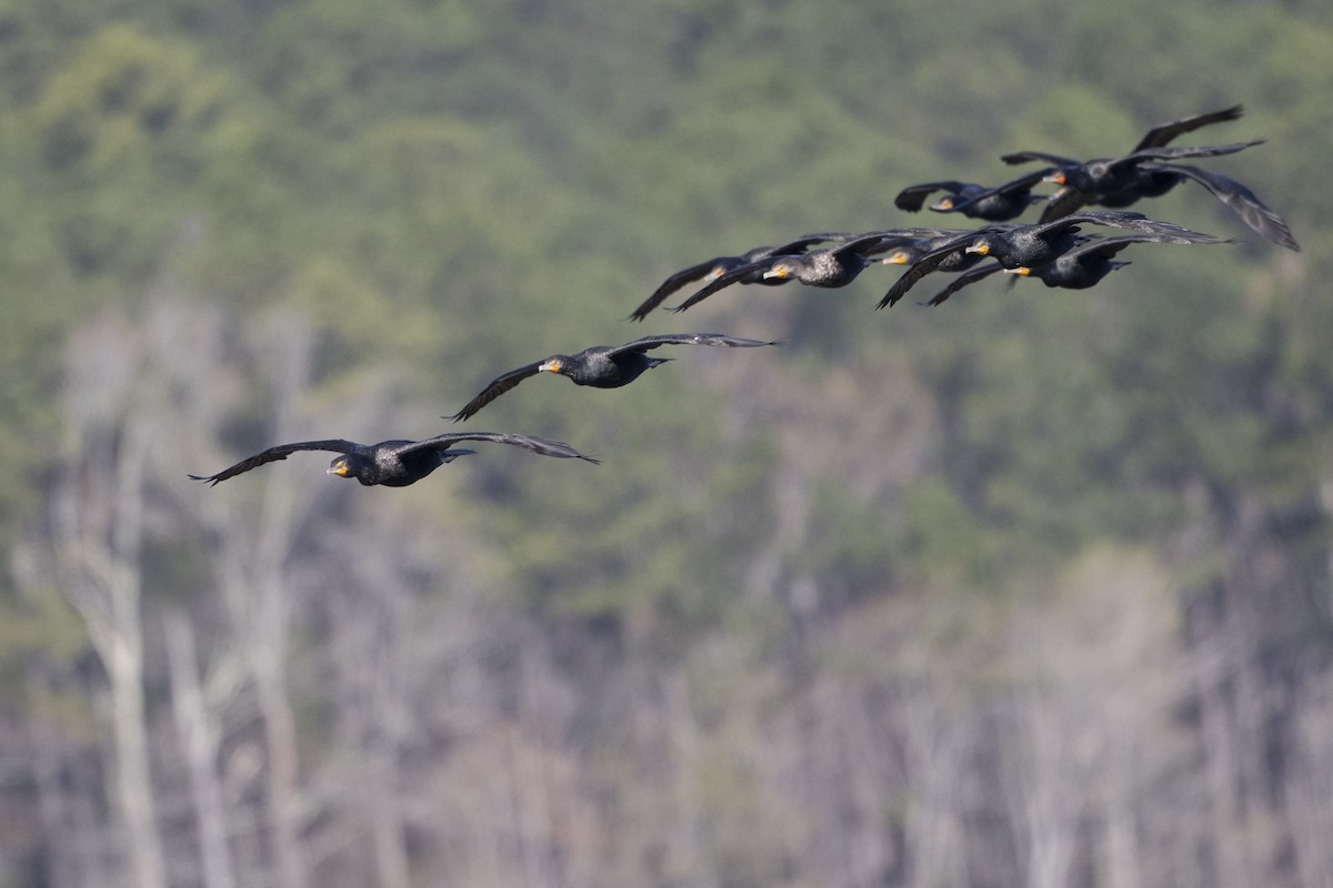 Cormorán Orejudo - ML632619870