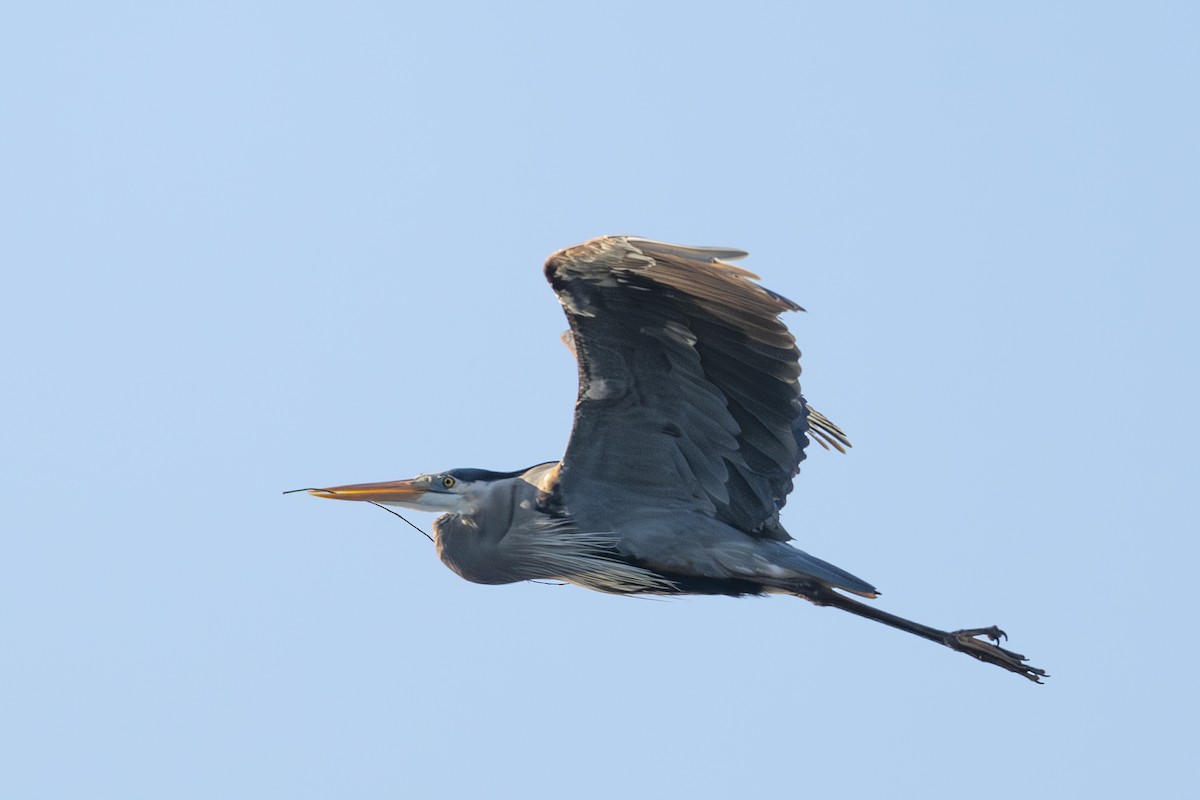 Garza Azulada - ML632619880