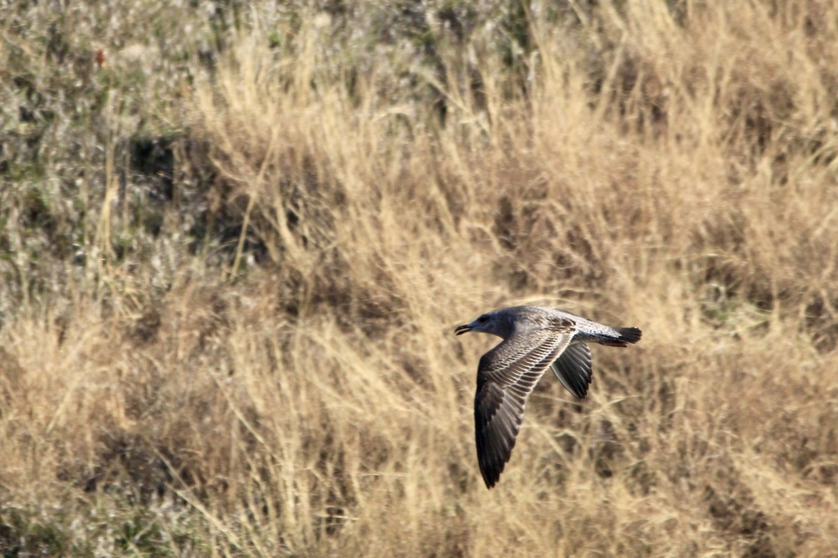 American Herring Gull - ML632619895