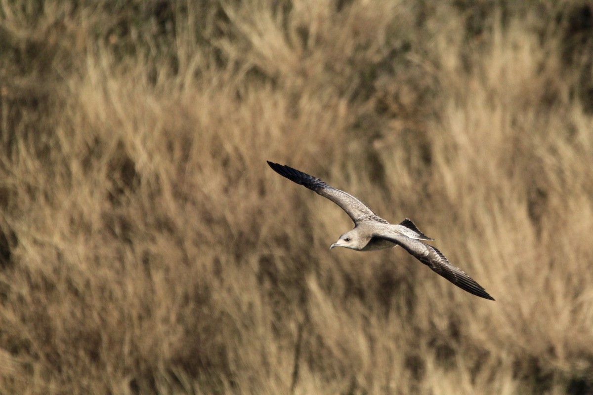 American Herring Gull - ML632619896