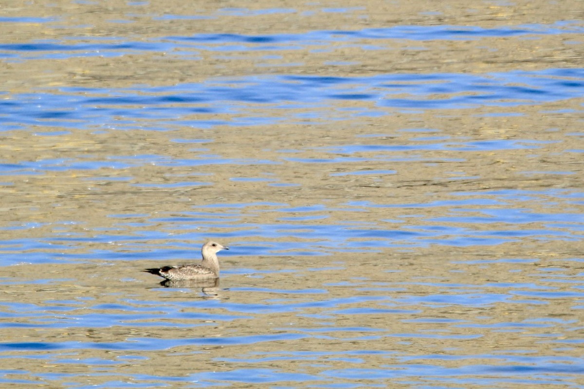American Herring Gull - ML632619897
