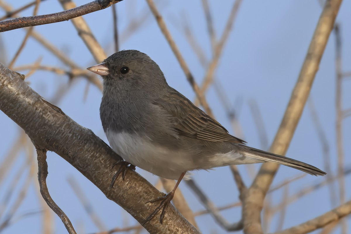 Junco Ojioscuro - ML632619909