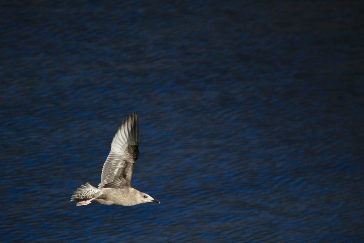 American Herring Gull - ML632619915