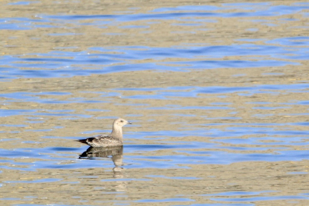 American Herring Gull - ML632619944