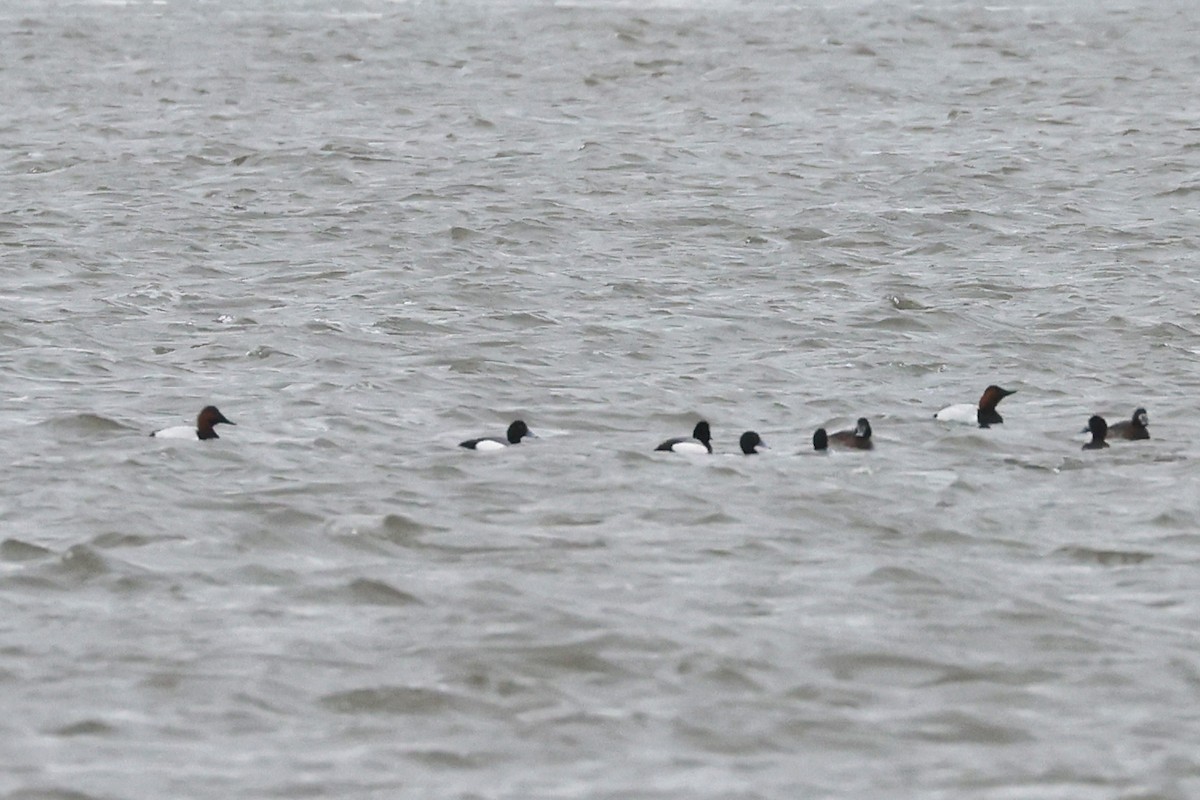 Canvasback - ML632620076