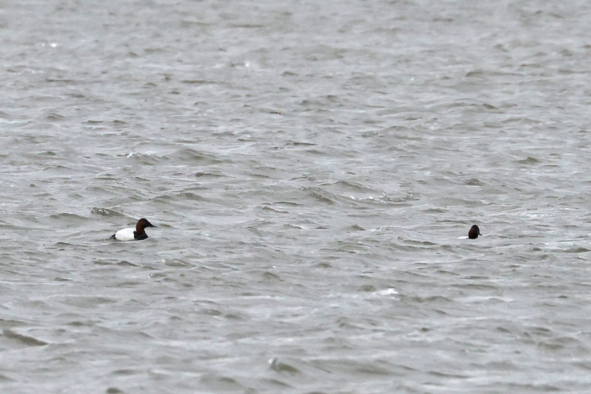 Canvasback - ML632620077