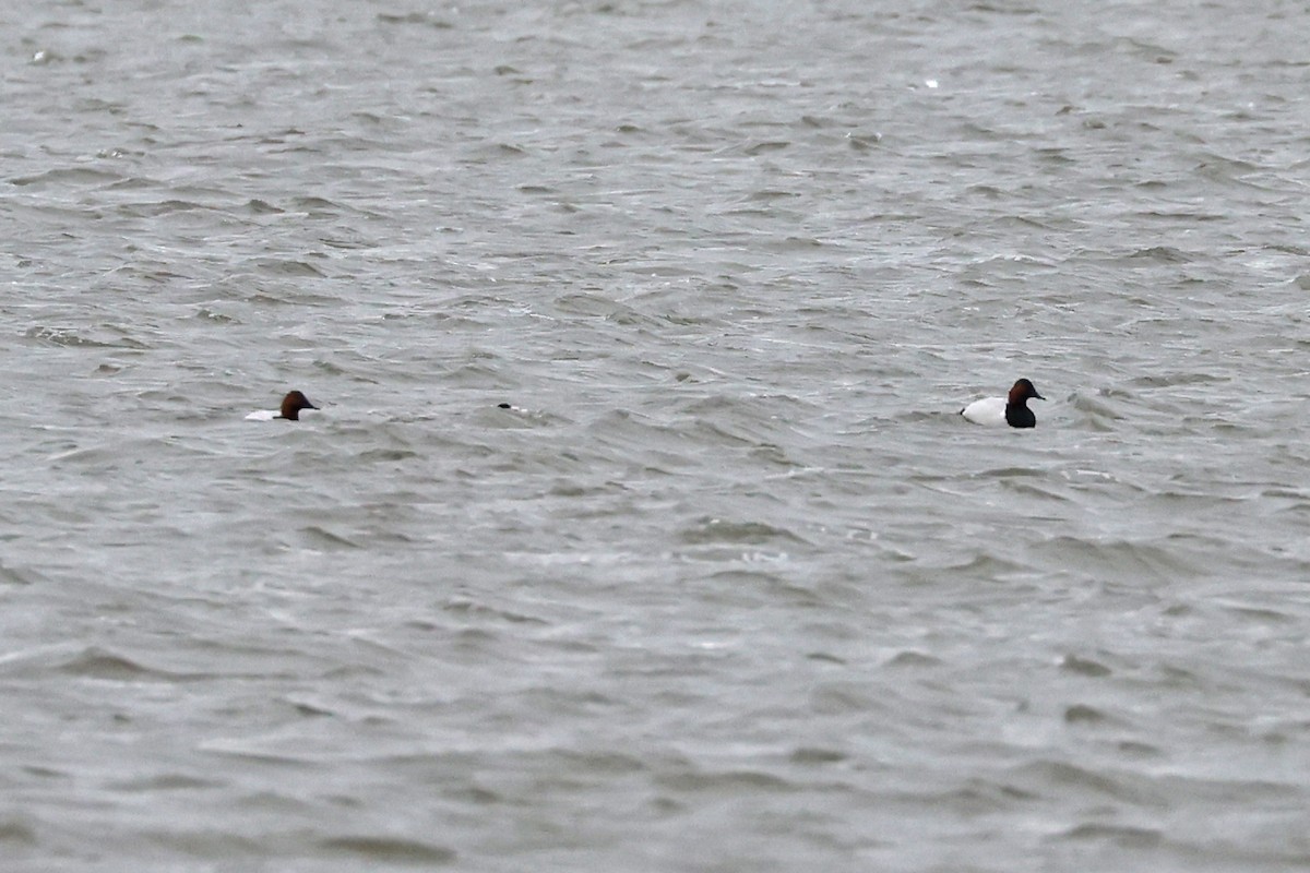 Canvasback - ML632620078