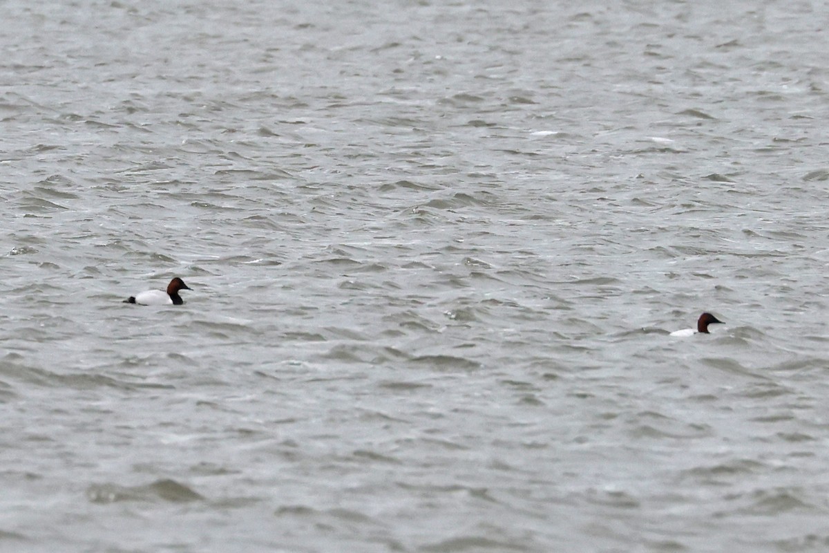 Canvasback - ML632620079