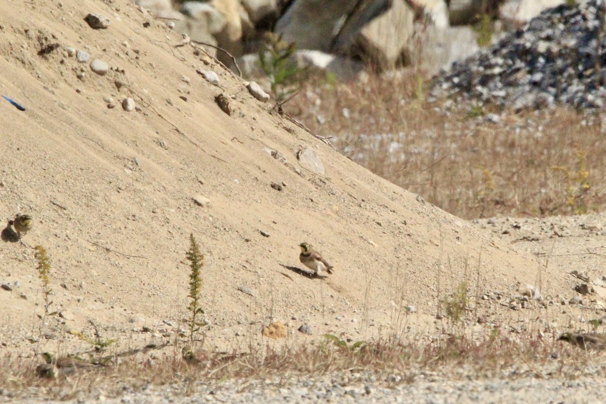 Horned Lark - ML632620218