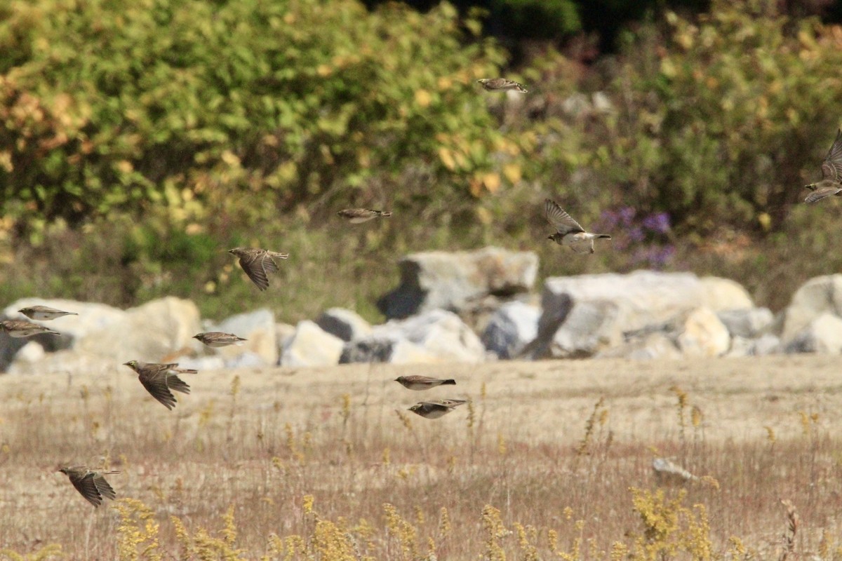 Horned Lark - ML632620219