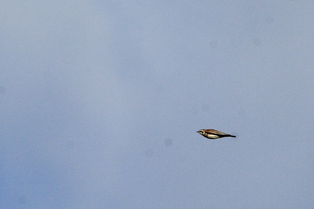 Horned Lark - ML632620260