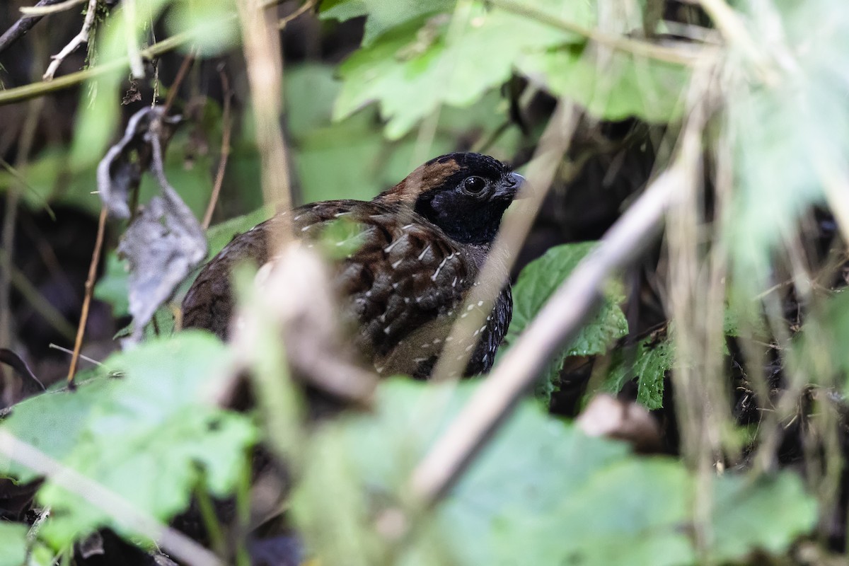 Black-fronted Wood-Quail - ML632620304