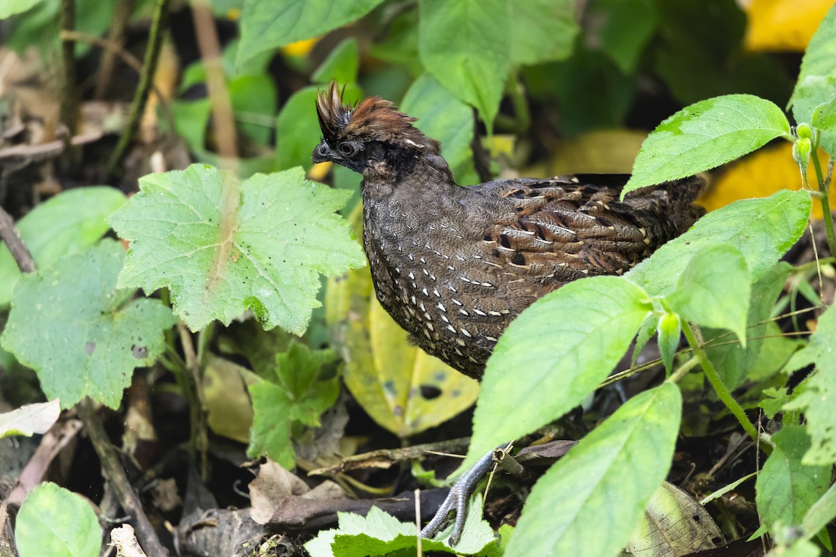 Black-fronted Wood-Quail - ML632620309