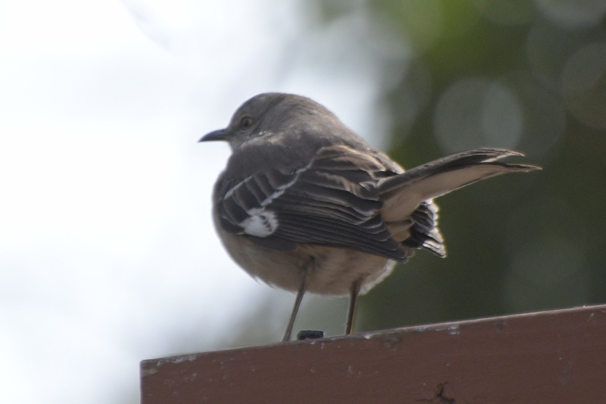 Northern Mockingbird - ML632620327