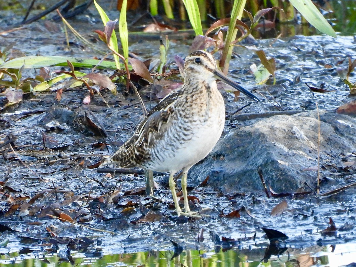 Wilson's Snipe - ML632620381