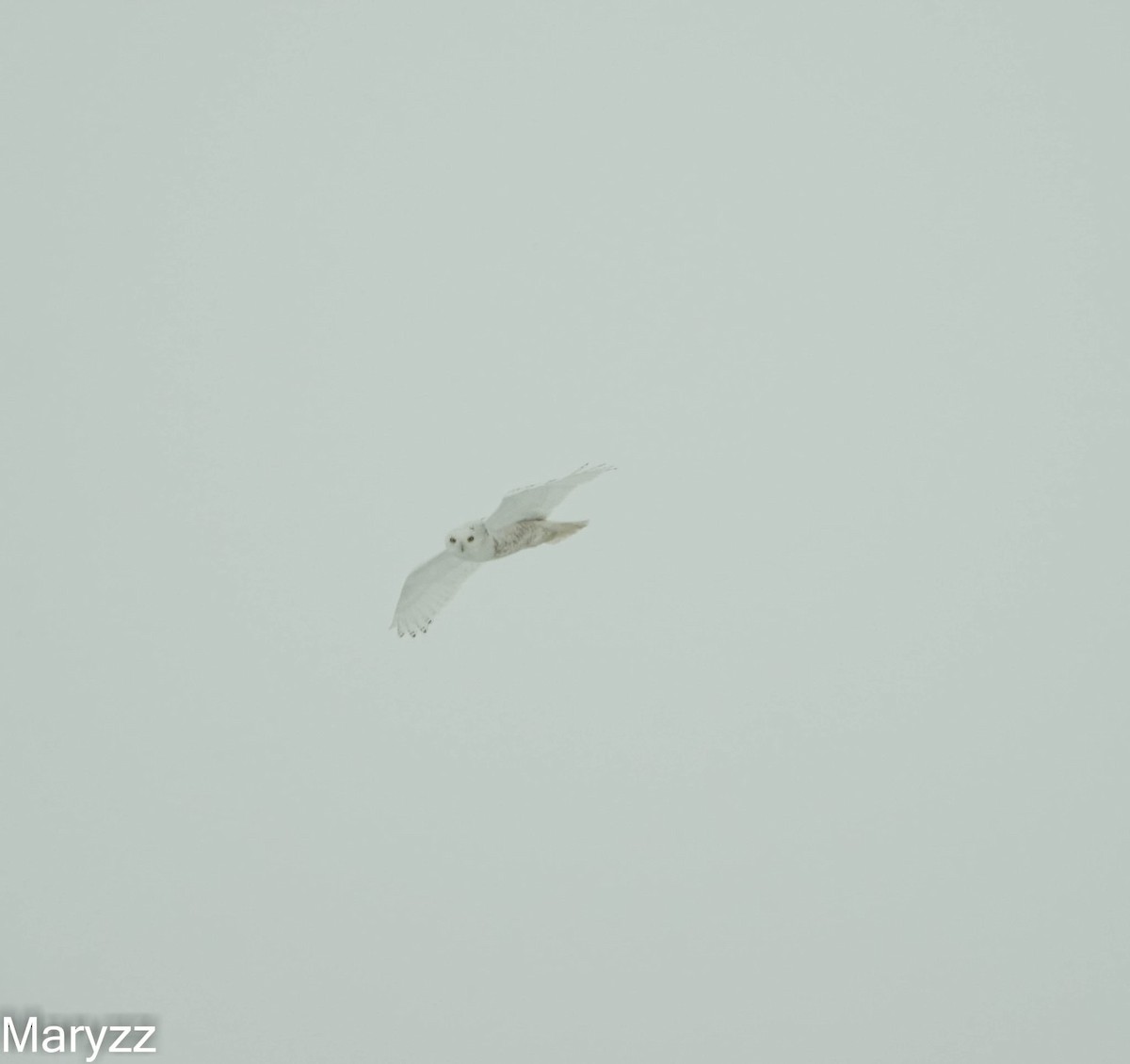 Snowy Owl - ML632620408