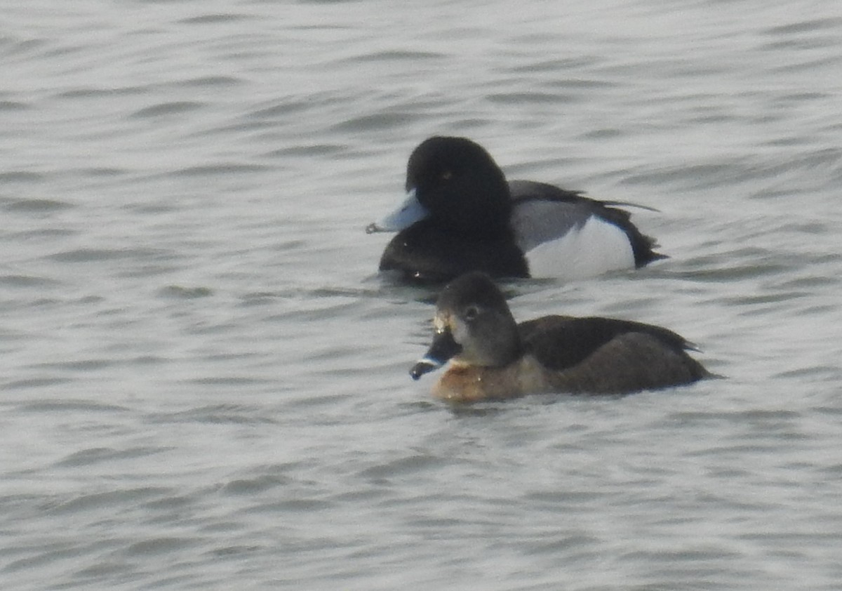 Ring-necked Duck - ML632620452