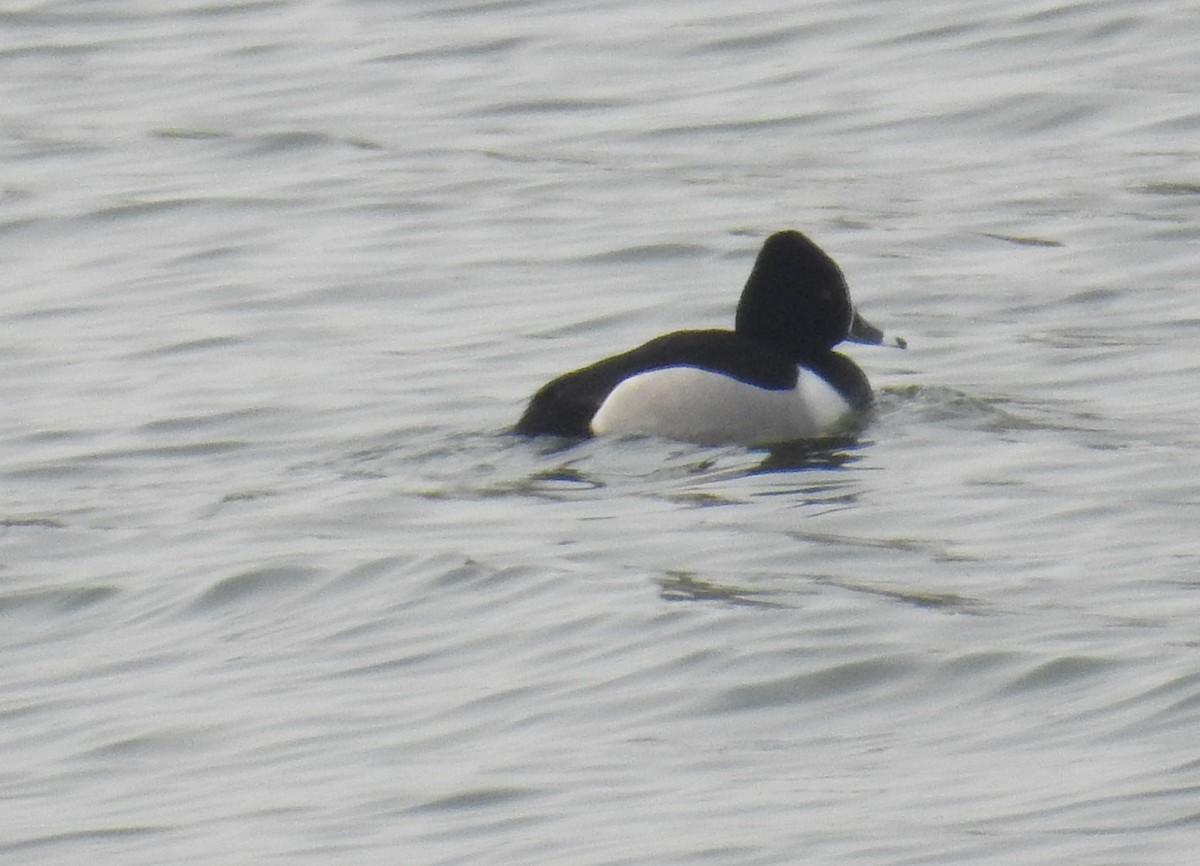 Ring-necked Duck - ML632620453