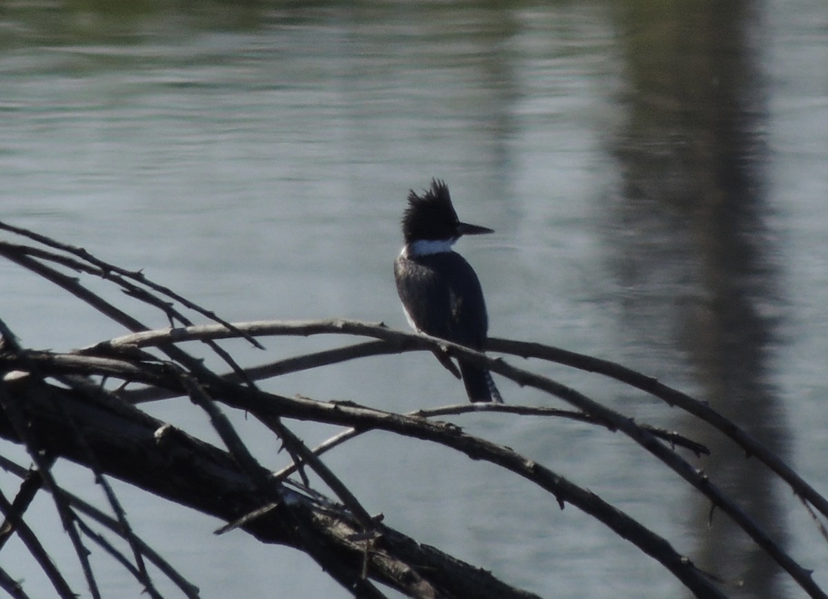Belted Kingfisher - ML632620485