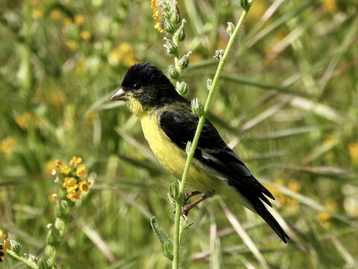 Lesser Goldfinch - ML632620489