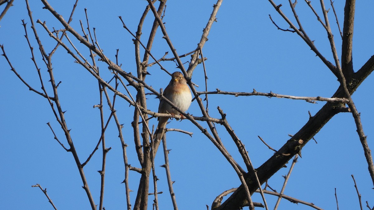 Pinson du Nord - ML632620873