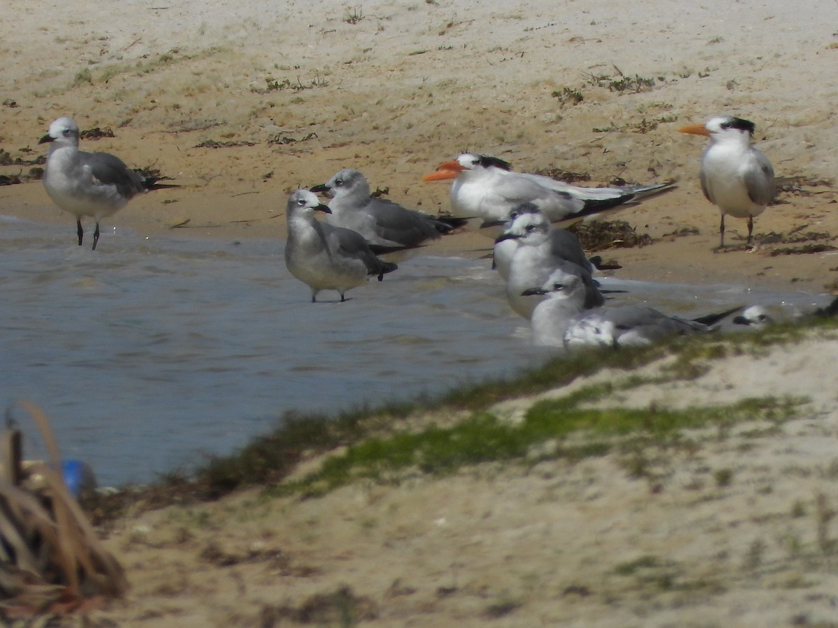 Mouette atricille - ML632620878