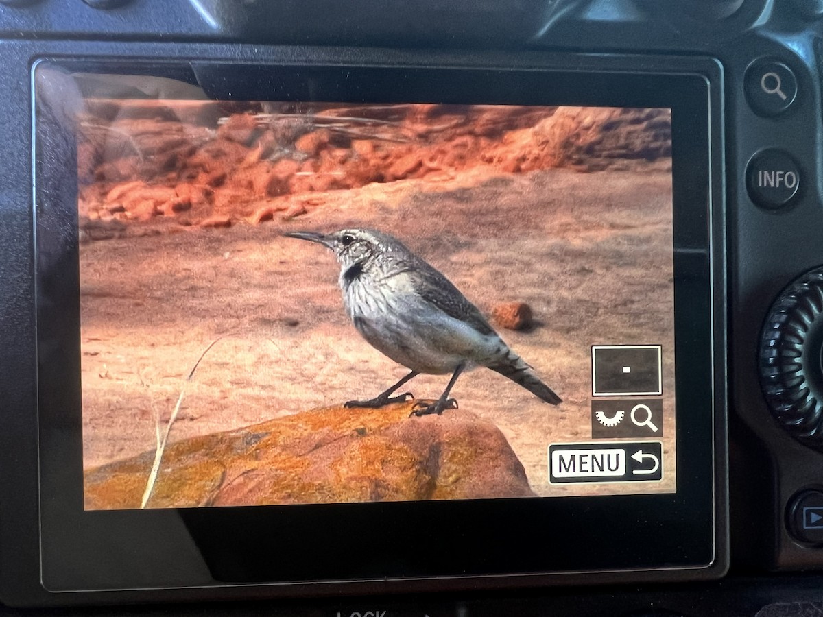 Troglodyte des rochers - ML632620885