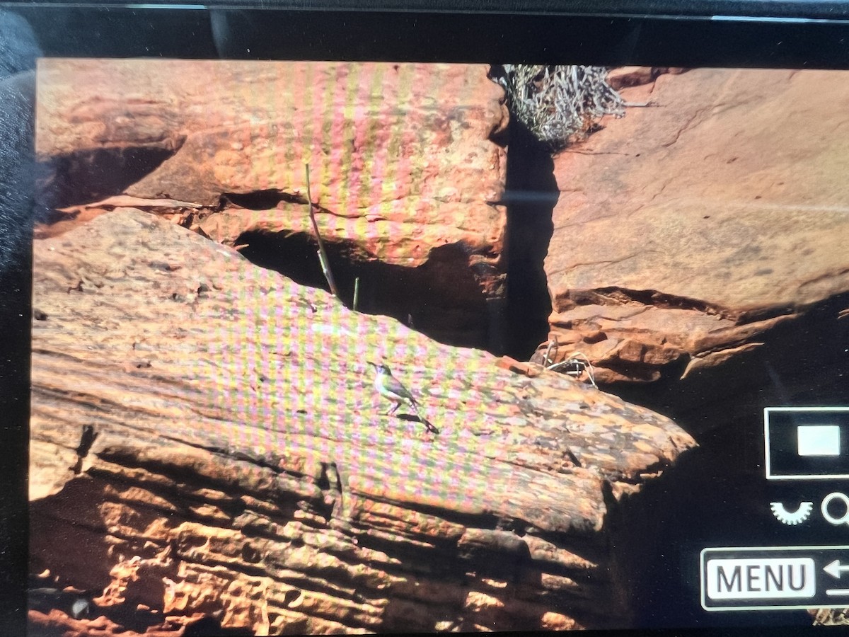Troglodyte des rochers - ML632620887