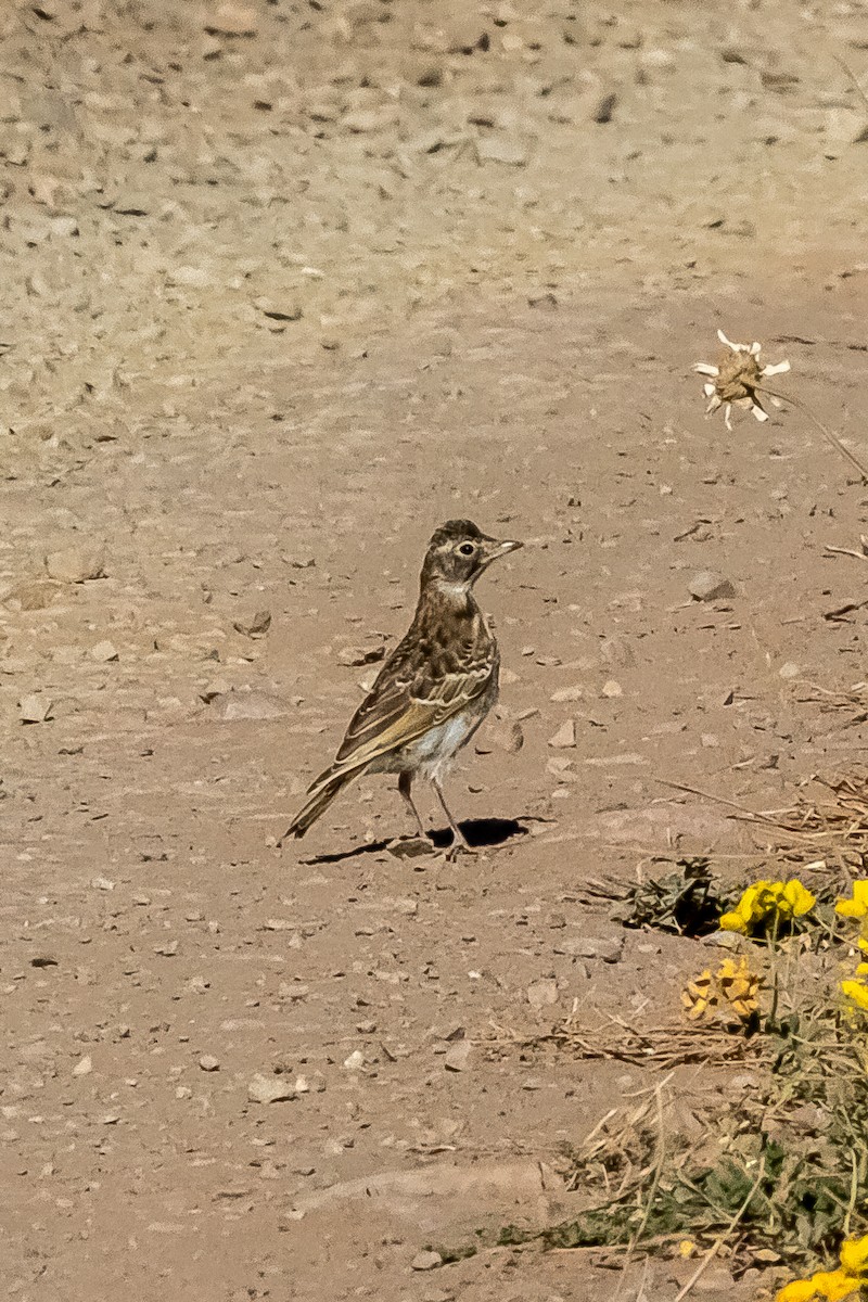 Horned Lark - ML632621006