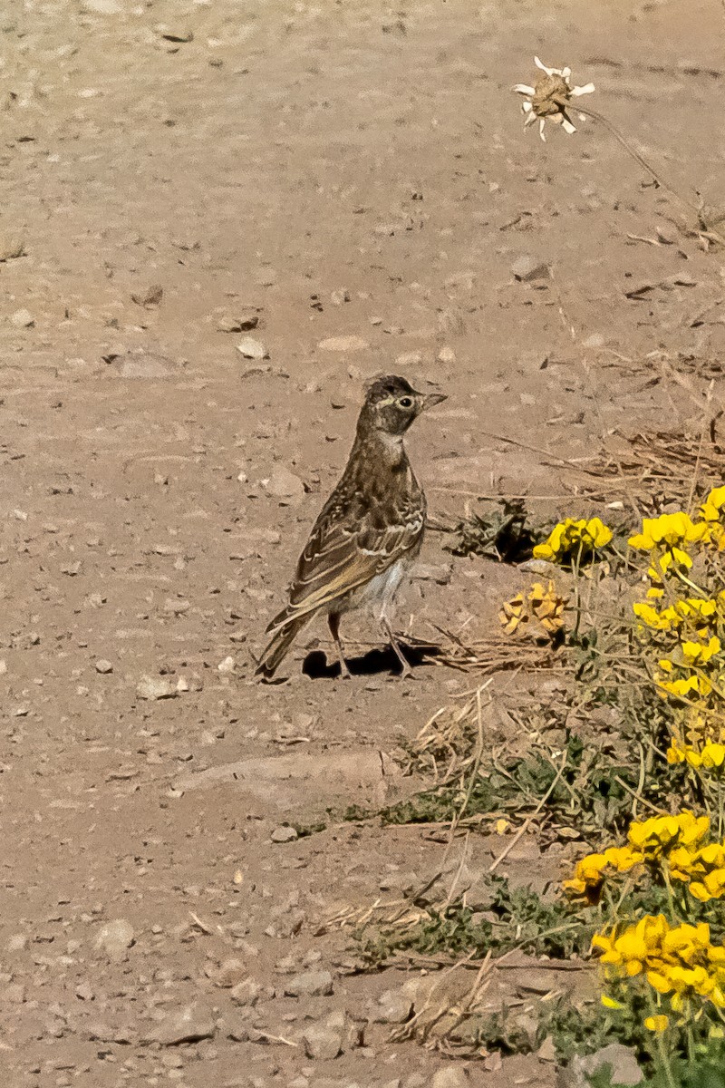 Horned Lark - ML632621007