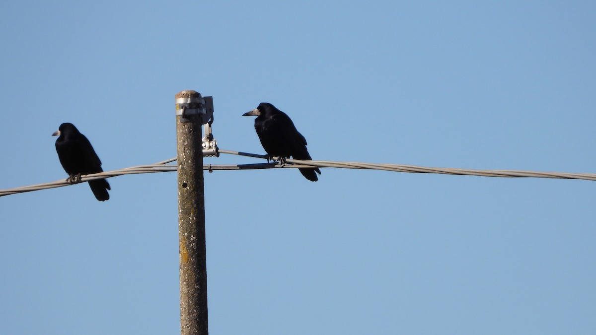Rook - ML632621009