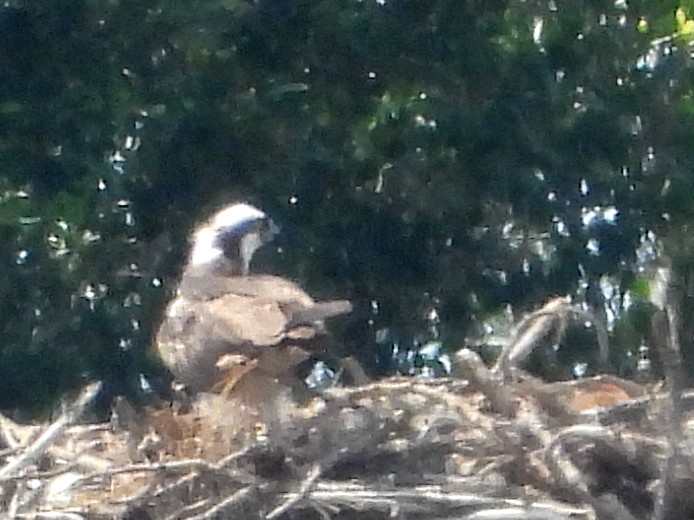 Falco pescatore - ML632621072