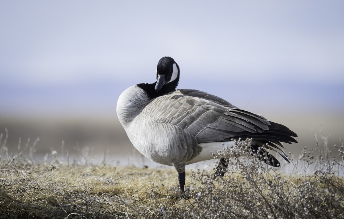 Canada Goose - ML632621101