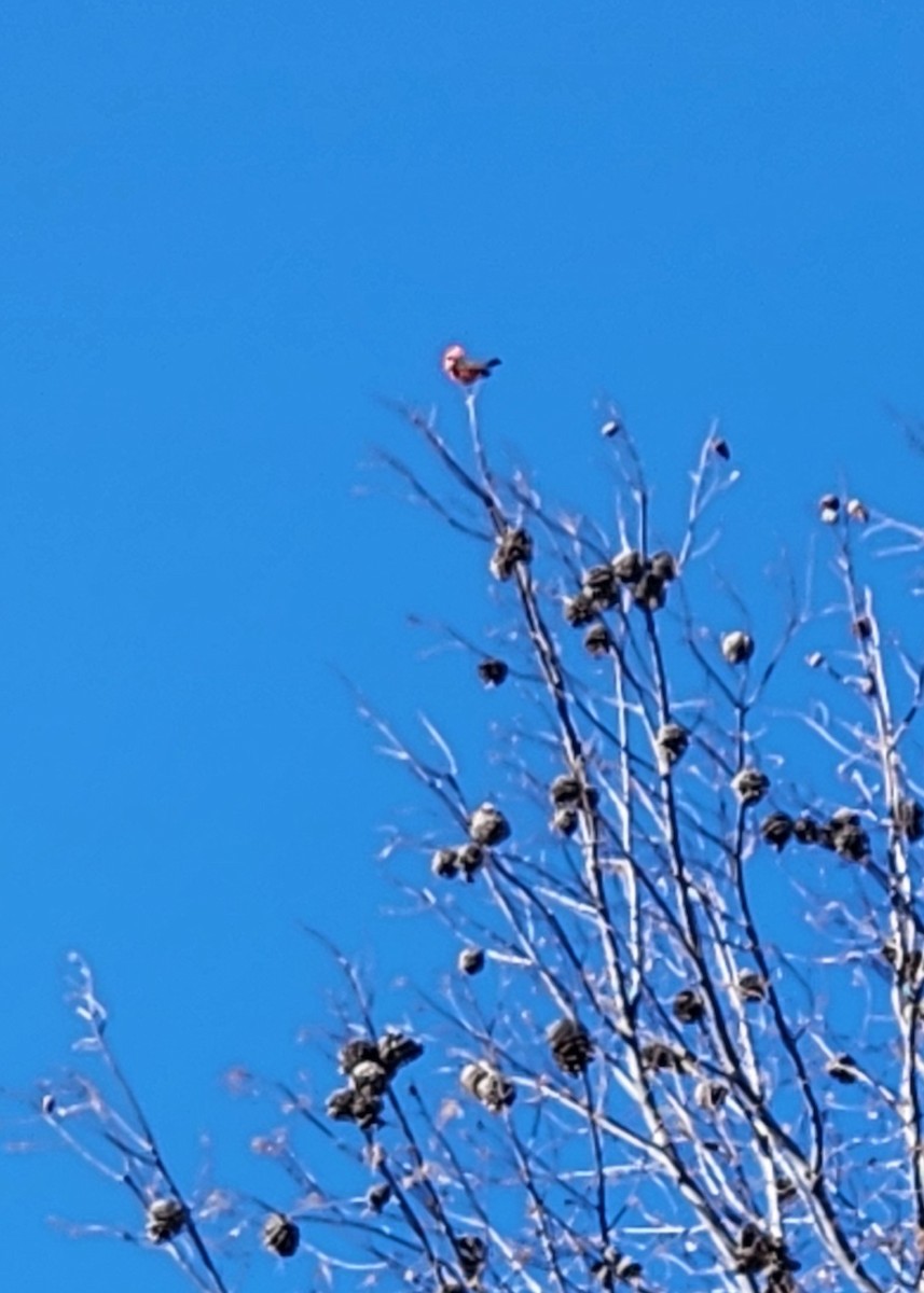 Vermilion Flycatcher - ML632621289