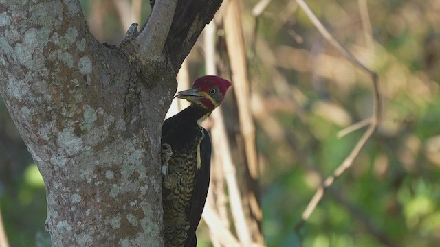 Lineated Woodpecker - ML632621438