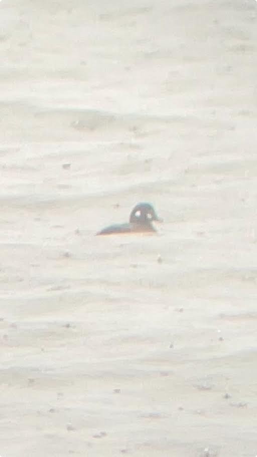 Harlequin Duck - ML632621447