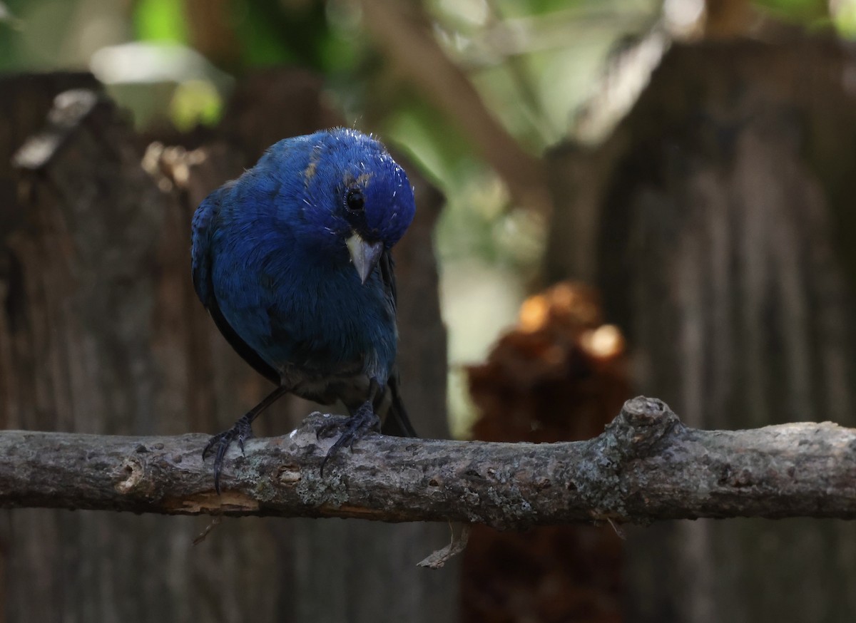 Indigo Bunting - ML632621503