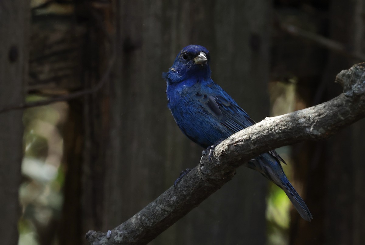 Indigo Bunting - ML632621504