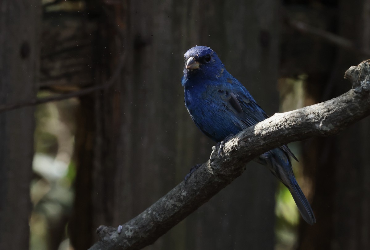 Indigo Bunting - ML632621505