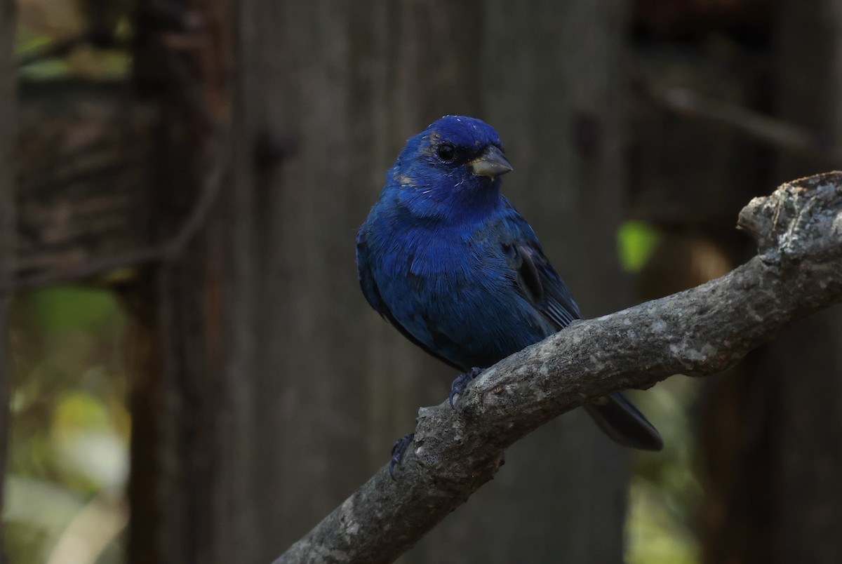 Indigo Bunting - ML632621506