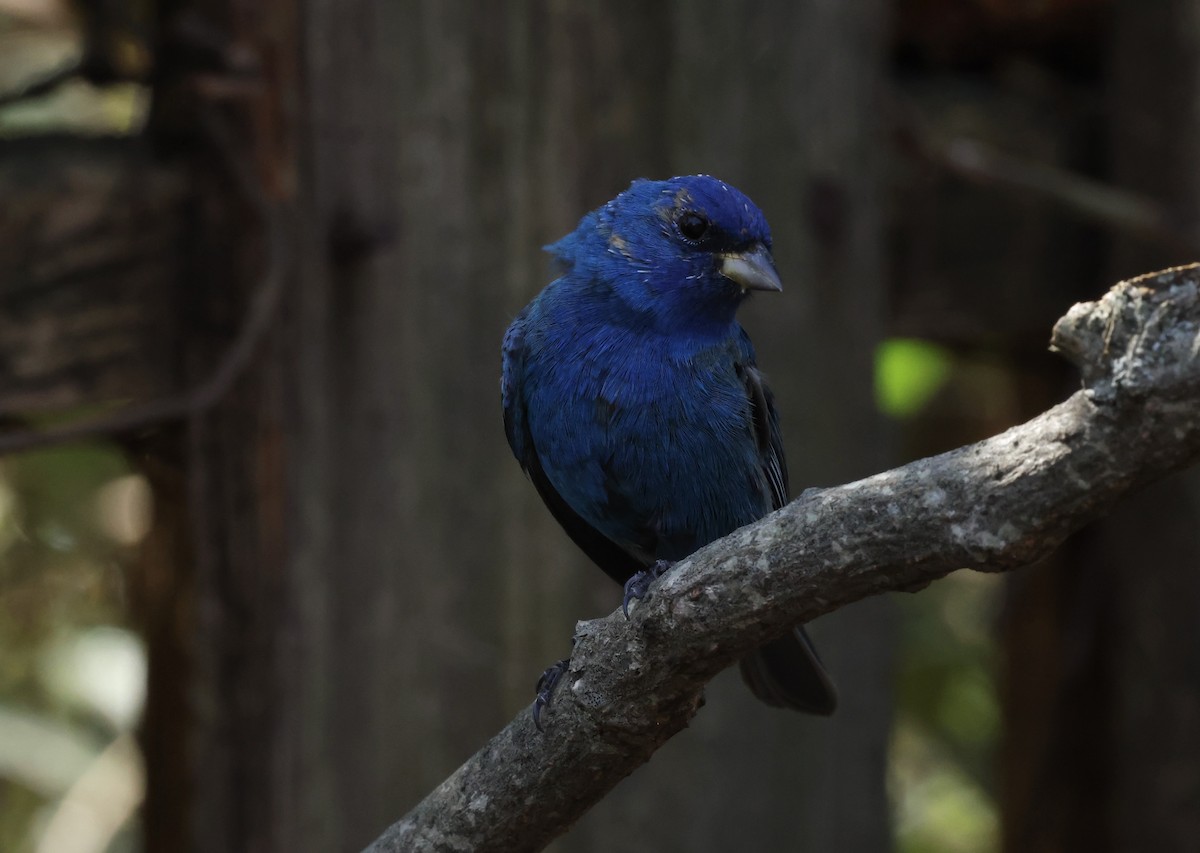 Indigo Bunting - ML632621507