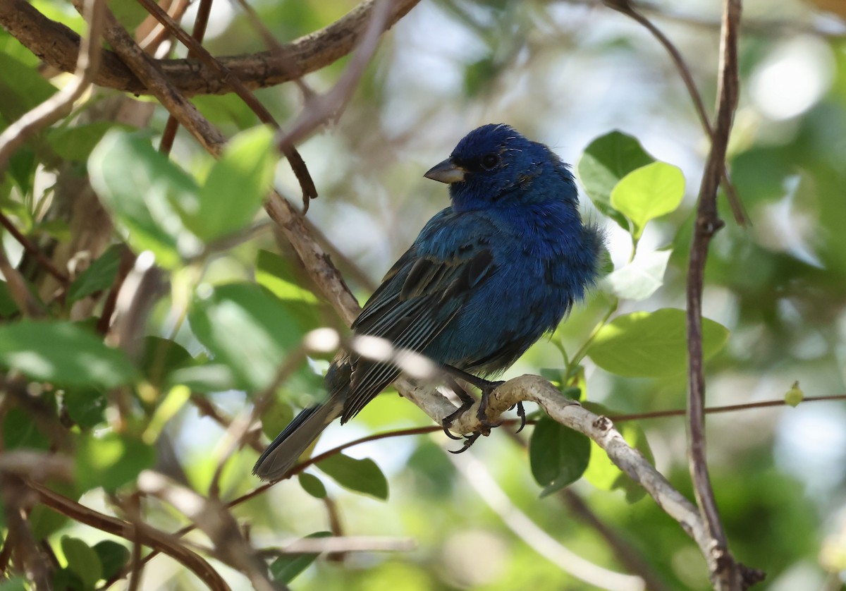 Indigo Bunting - ML632621508