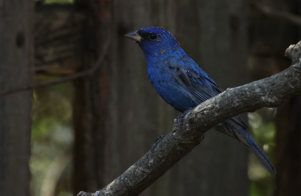 Indigo Bunting - ML632621509