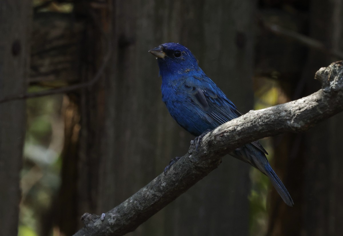 Indigo Bunting - ML632621510