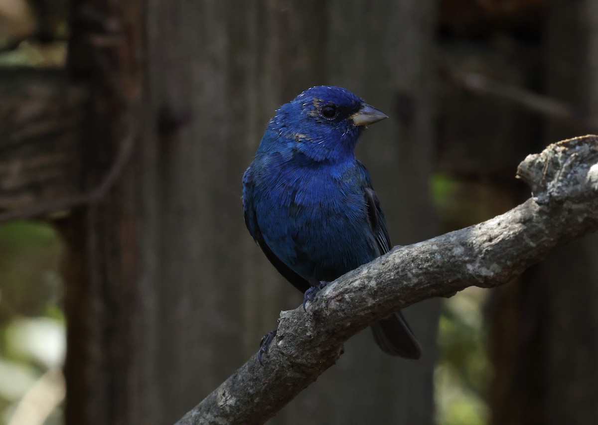 Indigo Bunting - ML632621511