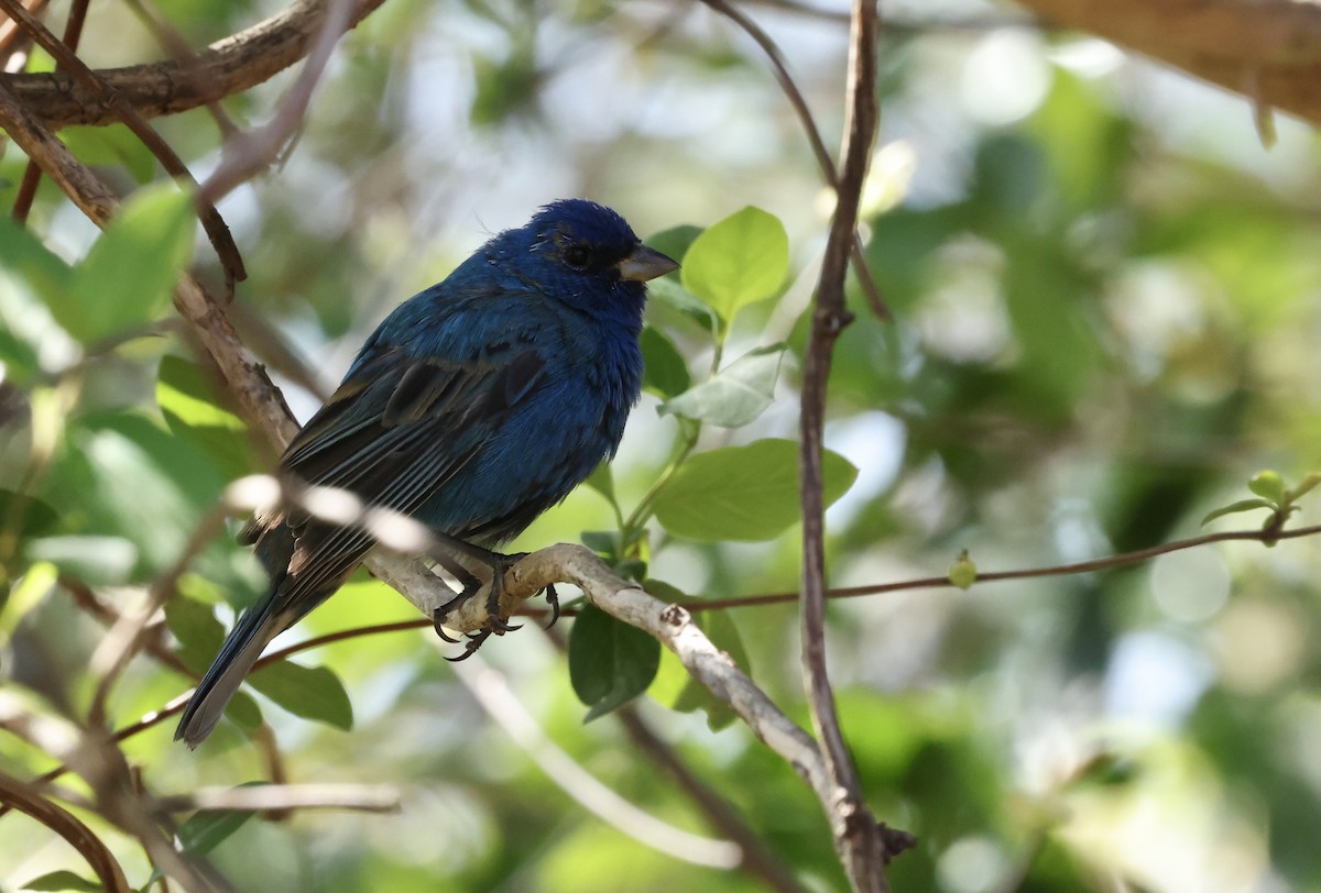 Indigo Bunting - ML632621512