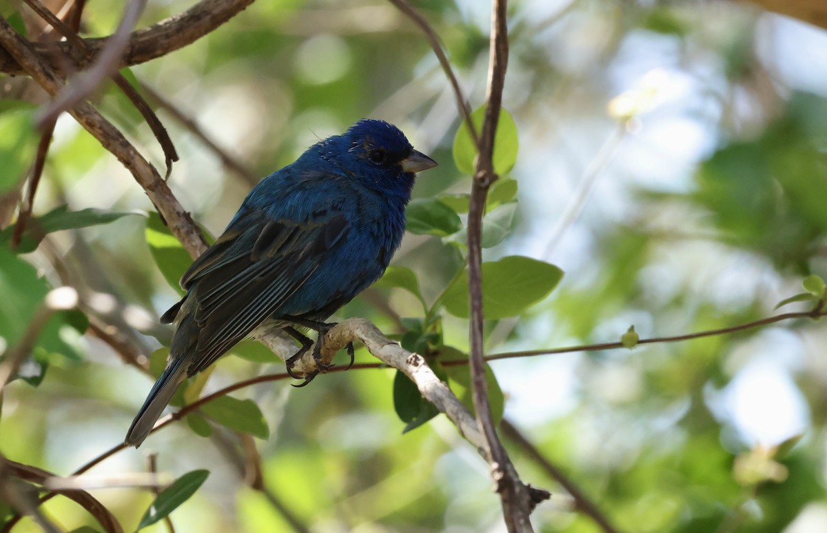 Indigo Bunting - ML632621513